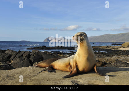 Bucht von Puerto Egas mit Seelöwe Galápagos (Zalophus wollebaeki), im Vordergrund, Insel Santiago, Galapagos, Equateur, Südamerika Banque D'Images