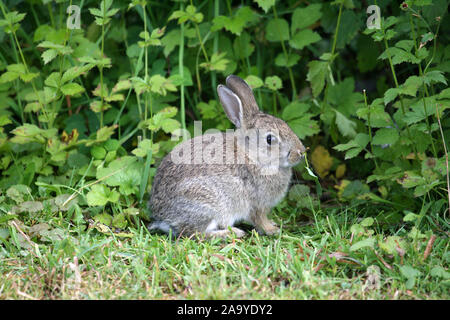 Junges Wildkaninchen, Oryctolagus cuniculus, Banque D'Images