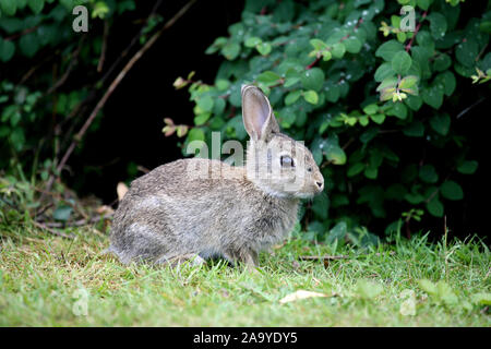 Junges Wildkaninchen, Oryctolagus cuniculus, Banque D'Images