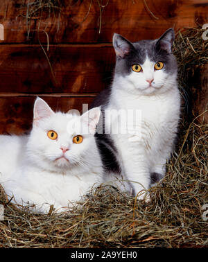Zwei Hauskatzen liegen im Heu Banque D'Images