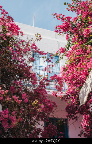 Rose fleurs arbres devant une maison whiteshashed avec blue détails dans Hora, Mykonos, Grèce, selective focus. Banque D'Images