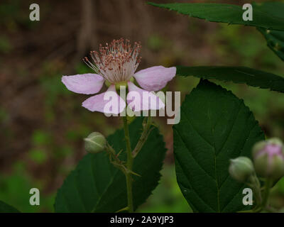 Discolore sauvage fleur fleur close up Banque D'Images
