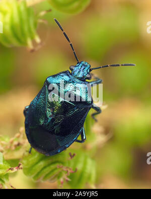 Shieldbug Zicrona caerulea (bleu) perché au sommet d'usine. Cappamurra Bog, Tipperary, Irlande Banque D'Images