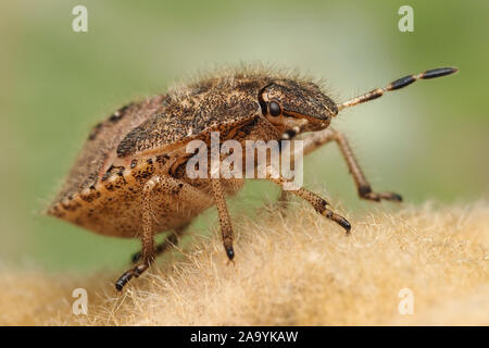 Hairy Shieldbug (nymphe Dolycoris baccarum) assis sur le dessus de l'usine. Tipperary, Irlande Banque D'Images