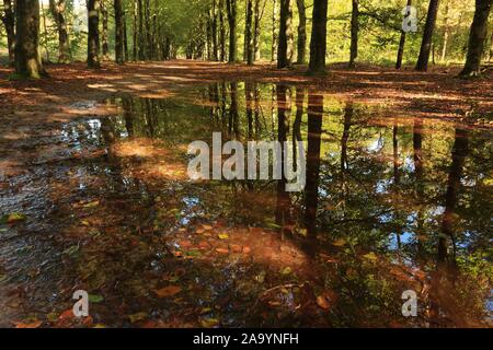 Au début de l'automne forêt avec arbres et feuilles de couleur vibrante et la réflexion des arbres dans une flaque d'eau dans la forêt Banque D'Images