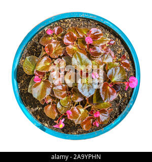 Vue de dessus des fleurs roses et plantes magenta isolé photo Banque D'Images