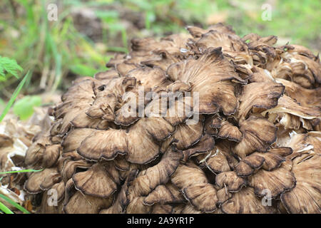 Grifola frondosa, connu sous le nom de maitake, poule des bois, ram's head et tête de mouton, widl champignon comestible à propriétés médicinales Banque D'Images