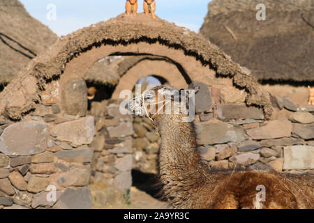 Les lamas (Alpaga) dans les maisons des Incas à Puno, Pérou. Banque D'Images