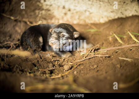 Berger allemand nouveau-né dans une grotte sauvage trou. Banque D'Images