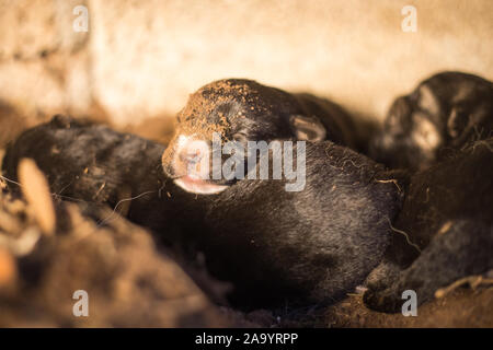 Berger allemand nouveau-né dans une grotte sauvage trou. Banque D'Images