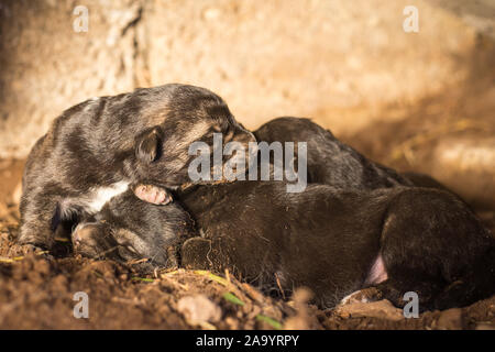 Berger allemand nouveau-né dans une grotte sauvage trou. Banque D'Images