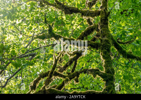 Les troncs et les branches sèches des arbres, entièrement recouvert de mousse. Buis arbres sans feuilles mortes. Banque D'Images