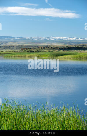 Buena Vista Mare, Malheur National Wildlife Refuge, de l'Oregon. Banque D'Images