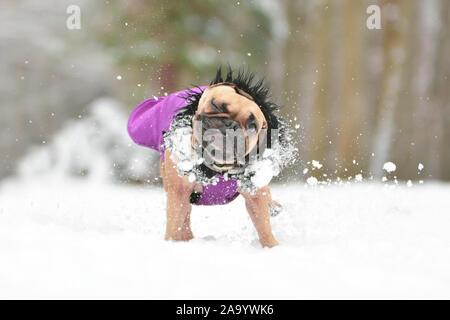 Brown petit mignon Bouledogue français chien vêtu d'un manteau de fourrure d'hiver chaud neige secouant Banque D'Images