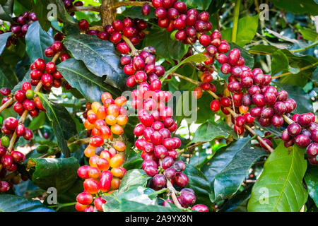 Les grains de café sur les arbres. Banque D'Images