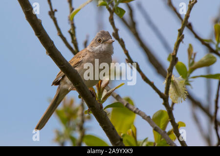 Angle bas, vue rapprochée de l'avant de l'oiseau blanc britannique (Sylvia communis) sauvage isolé à l'extérieur, perçant sur une branche sous le soleil d'été. Banque D'Images