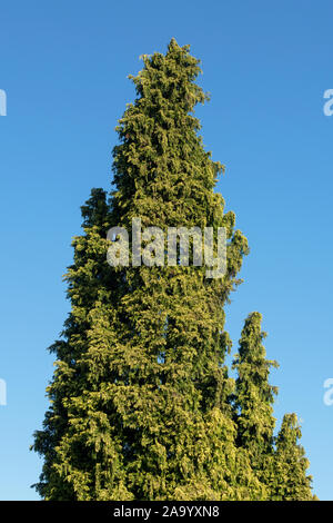 Chamaecyparis lawsoniana 'Lutea Nana'. Lawson's Cypress 'Lutea Nana' arbre en automne Banque D'Images