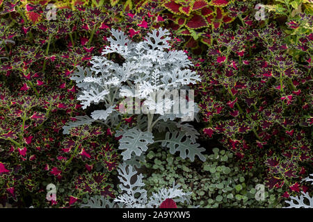 Senecio cineraria 'Silver dust' et 'SATELLITE Solenostemon mix'. Ragwot argent 'Silver dust' Coleus et le feuillage des plantes Banque D'Images