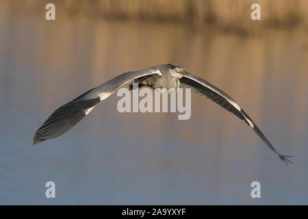 Approche du héron gris sauvage du Royaume-Uni (Ardea cinerea) isolé en vol au-dessus d'un lac d'eau douce dans la réserve naturelle des zones humides. Oiseau avec ailes ouvertes. Banque D'Images