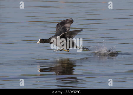 Vue latérale près de l'oiseau d'eau sauvage de la coot britannique (Fulica atra) isolé dans le lac, en cours de course sur la surface de l'eau, sur le point de prendre le décollage. Oiseaux d'eau britanniques. Banque D'Images