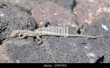 Lézard Gallotia galloti Tenerife le jeune modèle de remplacement de la peau Banque D'Images