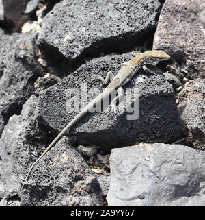 Lézard Gallotia galloti Tenerife le jeune modèle de remplacement de la peau Banque D'Images