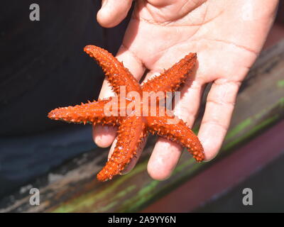 Le echinophorus Echinaster knobby orange star dans un mans hand Banque D'Images