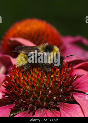 Bumblebee sur le dessus de l'échinacée échinacée rose Banque D'Images