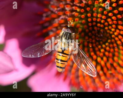 L'Episyrphus balteatus hoverfly assis dans un coneflower Banque D'Images