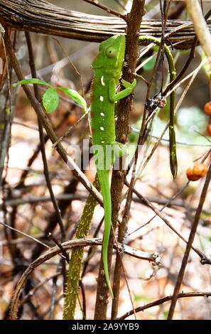 Caméléon Furcifer oustaleti malgache femelle Banque D'Images