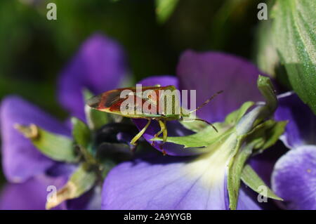 Bug Acanthosoma haemorrhoidale bouclier assis sur fleur bleue Banque D'Images