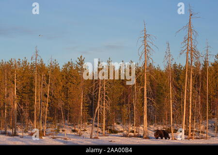 Avril 22, 2019. Un ours brun (Ursus arctos) dans la taïga. Khumo, en Finlande. Banque D'Images