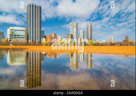 Vue d'hiver du bassin Shinobazu dans le célèbre parc Ueno, avec champ de lotus séchées Banque D'Images