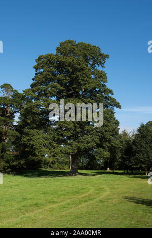 Feuillage d'un chêne pédonculé, chêne ou d'Arbre de chêne français (Quercus robur) avec un fond de ciel bleu lumineux dans un parc Banque D'Images