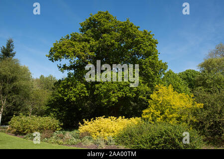 Feuillage d'un chêne pédonculé, chêne ou d'Arbre de chêne français (Quercus robur) avec un fond de ciel bleu lumineux dans un parc Banque D'Images