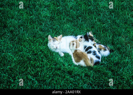 Mère domestique cat nursing chatons dormant sur une ferme, comté de Lancaster, Pennsylvanie, Pa, Etats-Unis, bébés animaux mignons chatons, Banque D'Images
