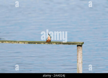 Mâle juvénile Kingfisher (Alcedo atthis) à la recherche de miles Skywards Banque D'Images