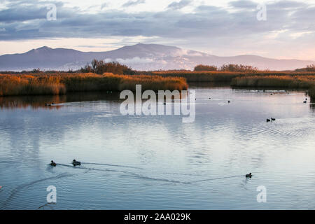 Le Parc Natural dels Aiguamolls de l'Empordà est un parc naturel situé dans le nord-est de la Catalogne, Espagne. Il fait partie de la Baie de Roses et il Banque D'Images