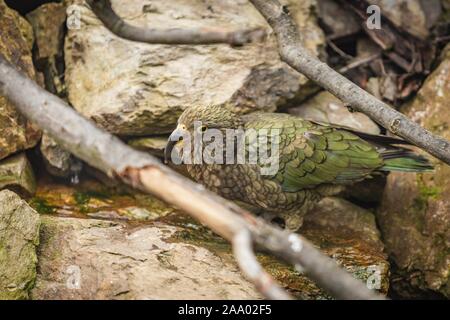 Le Kea, un perroquet vert avec long bec courbé de Nouvelle-zélande debout sur un rocher de l'eau potable. Branches autour. Banque D'Images