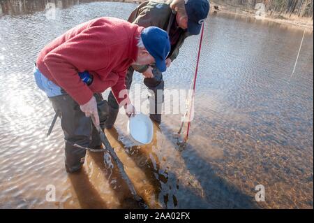 Long Shot de Charlie Stine, un écologiste de l'Université Johns Hopkins, se penchant pour l'eau l'écheveau comme il travaille avec un collègue en étang Massey, Kent County, Maryland, le 22 mars 2009. À partir de la collection photographique de Homewood. () Banque D'Images