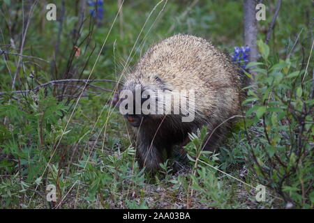 Balades à lasking porcupine Banque D'Images