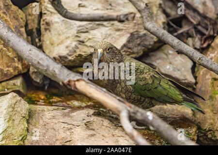 Le Kea, un perroquet vert avec long bec courbé de Nouvelle-zélande debout sur un rocher. Branches autour. Banque D'Images