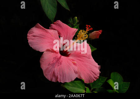 Gros plan d'une photo de fleur d'Hibiscus sur le fond sombre, Panglao, Philippines Banque D'Images