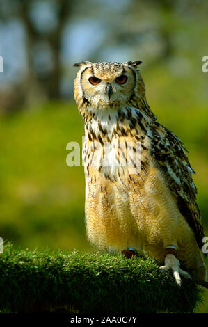 Grand nom Latin owl Bubo bubo perché sur un stand Banque D'Images