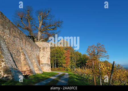 Mur de forteresse médiévale appelée 'Burg Steinsberg' en allemand ville Sinsheim avec foodpath conduisant autour d'elle et de la vigne sur le côté Banque D'Images