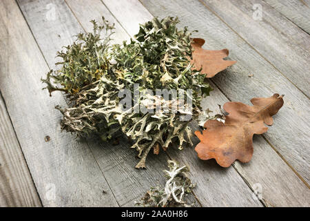 Mousse d'islande (Cetraria islandica) et feuilles d'automne sur une vieille table Banque D'Images