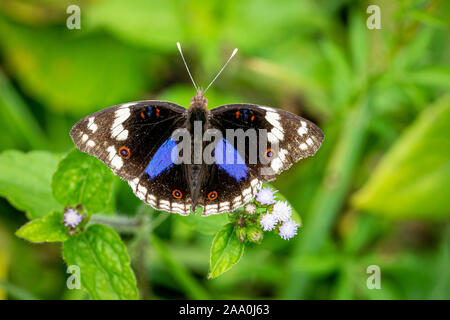 Junonia oenone papillon, également connu sous le nom de pansy bleu ou bleu foncé pansy butterfly, Entebbe, Ouganda Banque D'Images