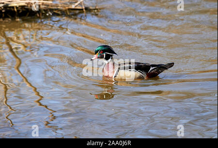 Le Canard branchu (Aix sponsa) masculin natation, George C. Reifel, réserve d'oiseaux migrateurs , Vancouver, Colombie-Britannique, Canada Banque D'Images