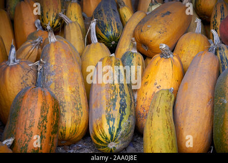 Fruits Cucurbita fond , certaines variétés de courges Banque D'Images