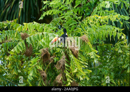 Toucan Toco (Ramphastos toco) attaquant nids , Jardim d' Amazonie Ecolodge, Mato Grosso, Brésil Banque D'Images